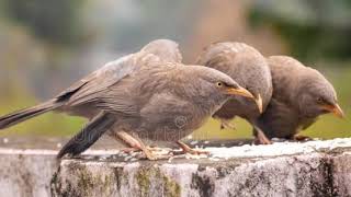 jungle babbler sound [upl. by Saxela724]