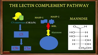 L51 The Lectin Complement Pathway How the Lectin Complement System worksThe MBL pathway [upl. by Whiteley]