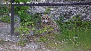 Burgruine Königstein Uhu Familie vom 23052019 [upl. by Edorej]