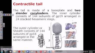 T4 phage structure [upl. by Asenav]