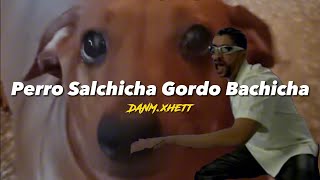 PERRO SALCHICHA GORDO BACHICHA  BAD BUNNY IA  LETRA [upl. by Boiney]