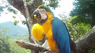 GUACAMAYA AZUL COMIENDO MANGO [upl. by Sara-Ann]