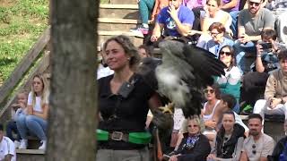 Aguila Escudada en vuelo de caza con Beatriz Campuzano Parque de Cabarceno [upl. by Suoirtemed]