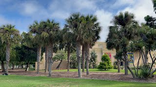 Sabal palmetto grove in Balboa Park San Diego [upl. by Truitt]