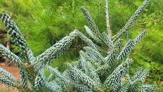 Korean Fir abies koreana quothorstmann silberlockequot [upl. by Etnoid]