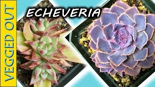 ECHEVERIA  LOLA AGAVOIDES MORE  Plants From My Old Succulent Collection [upl. by Church]