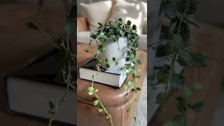 Plant Check Hoya Curtisii leca plants houseplants hoya semihydroponics roomwithry [upl. by Alamat]