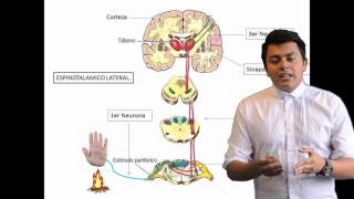 Fisiología del dolor [upl. by Kristoffer317]