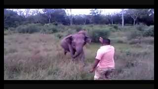 Taming Wild Elephants by Hand  Sri Lanka [upl. by Pennington718]