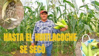 HASTA EL HUITLACOCHE SE SECO [upl. by Emarie]