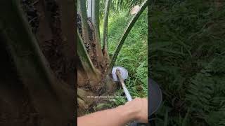 Alat pruning kelapa sawit [upl. by Airres]