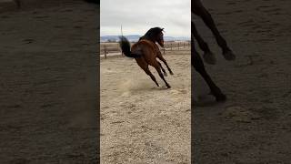 Warmblood at turnout time VS Quarter Horse 🤣 yrending horse [upl. by Dahlstrom891]