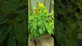 Low maintenance indoor plant Philodendron Burle Max How to care Potting Mix Fast growing plant [upl. by Cann]