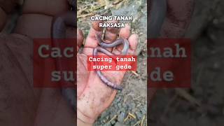 Cacing tanah super gede shorts peternakcacing budidayacacingtanah cacingtanah [upl. by Rahman]