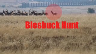 Blesbok Blesbuck hunting in South Africa with a 308 [upl. by Van]