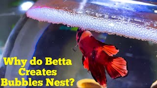 Betta Fish Making Bubble Nest  Why do Betta makes Bubbles  Betta Ready for Breeding  Full Info [upl. by Aracat182]