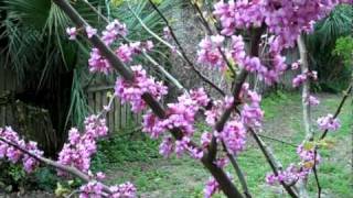 Eat The Weeds Video 126 The Eastern Redbud [upl. by Osmo54]