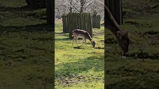 Enchanting Deer at Dunham Massey A Serene Wildlife Encounter [upl. by Philly550]