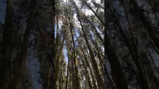 Pine forest vagamon subscribe plz malayalam travel [upl. by Hamlani]