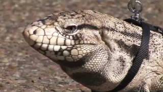 Tegu Lizard on a Leash [upl. by Leland]