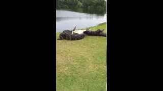 Gator fight on golf course [upl. by Bardo]