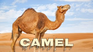 Camel sounds [upl. by Xylon]