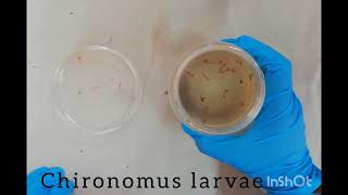 Cytogenetics Polytene chromosomes [upl. by Rehtaeh]