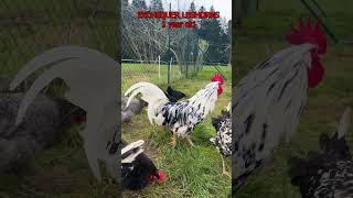 EXCHEQUER LEGHORN COMPARISON As chicks and adult full grown chickens with crowing rooster Excalibur [upl. by Landis]