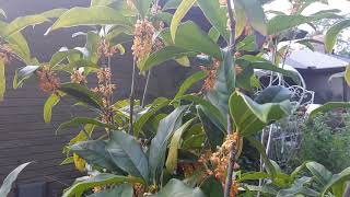 Orange Tea Olive aka Sweet Olive Osmanthus fragrans Tree Shrub in Bloom [upl. by Mazman488]