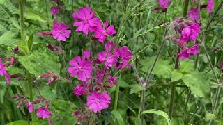 Dagkoekoeksbloem  Silene dioica  NL Bloeit  Planten van hier [upl. by Streeto899]