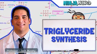 Metabolism  Triglyceride Synthesis [upl. by Loveridge100]