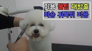 미용 꿀팁 대방출비숑 귀툭튀dog groomingdog groomer [upl. by Akimad]