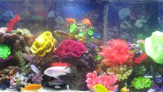 cichlids aquarium [upl. by Ruder]