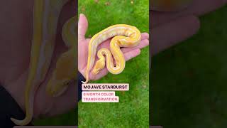 MOJAVE STARBURST BALL PYTHON 6 MONTH COLOR TRANSFORMATION [upl. by Ihtak674]