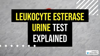 Leukocyte Esterase Urine Test explained [upl. by Marylinda420]