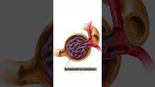 Structure and Function of Nephron Anatomy and physiology of Nephron 3danimation nephronstructure [upl. by Iatnahs]