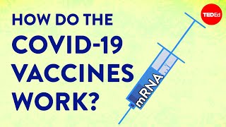 How the COVID19 vaccines were created so quickly  Kaitlyn Sadtler and Elizabeth Wayne [upl. by Llemaj]