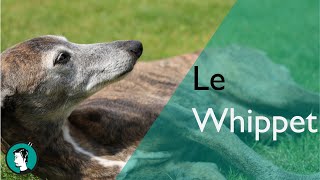 LE WHIPPET  Dogumentaire 14 [upl. by Ainadi]