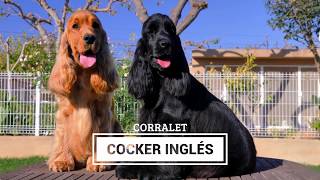 Cocker Ingles Cachorros  Padres  Madres [upl. by Tav72]