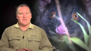 Relocating the Western Ringtail Possum [upl. by Audra]