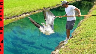 CATCHING GIANT Migrating INVASIVE FISH with MEGA NET in SHALLOW CLEAR WATER DITCH [upl. by Inig]