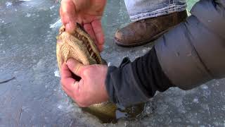 How alligators survive in frozen water [upl. by Arlyn]