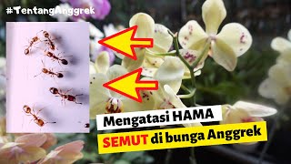 CARA Mengatasi hama Semut Pada Bunga Anggrek  Perawatan Bunga Anggrek AGAR LEKAS BERBUNGA LEBAT [upl. by Wiggins]