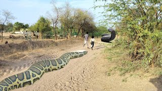 two Largest Anaconda Following Childs on Dengerous Forest  Amazon Anaconda 2024 viral trending [upl. by Maryrose]