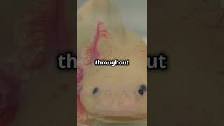 Axolotl – Natures Miracle Regeneration Like SciFi [upl. by Eeral965]