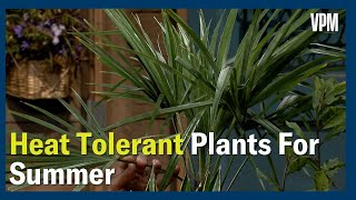 Heat Tolerant Plants [upl. by Paluas]