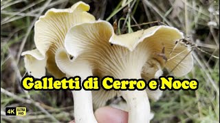 Finferli cantharellus Cibarius di cerro sorpresa finaleun porcino solo soletto in mezzo al bosco [upl. by Brier]