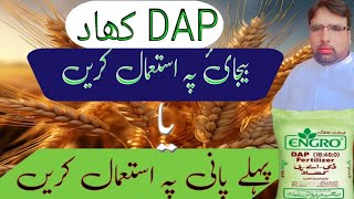 When to Use DAPProper time to use DAP fertilizerGhulam Shabeer Velogs [upl. by Tompkins]