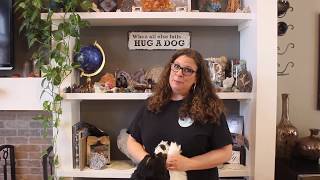 How To Groom Your Dog at Home Springer Spaniel [upl. by Anabahs]