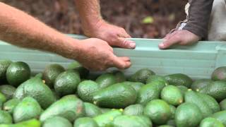 Avocado harvesting The pickers guide [upl. by Nimsaj117]